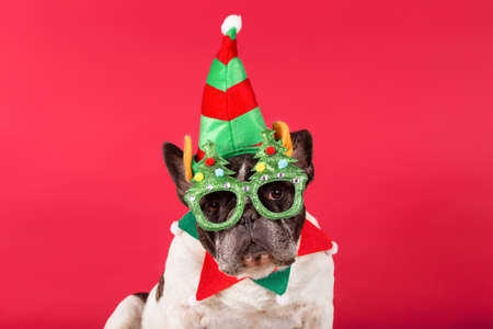 Elf - French Bulldog dressed up as a Christmas elf with Christmas glasses on a red background.