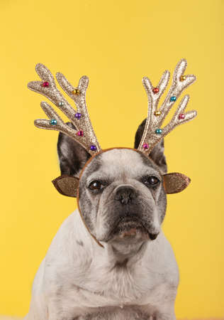 French bulldog dog with head Christmas reindeer antlers on yellow background.の写真素材