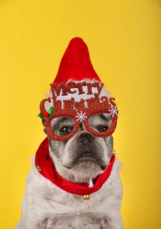 Christmas dog portrait. French bulldog dog with red glasses, christmas hat and red collar on yellow background. Winter, Christmas, pets.の写真素材