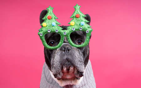 Cute french bulldog with christmas glasses on a colored backgroundの写真素材