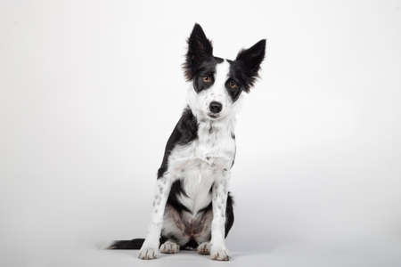 Border Collie puppy, 4 months old, sitting in front of white backgroundの写真素材