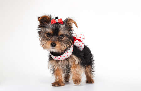 Yorkshire Terrier puppy with dress, 3 months old, isolated on whiteの写真素材