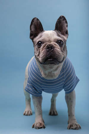 Old French Bulldog with a striped sweater isolated against blue background.の写真素材