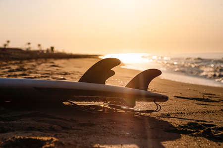 Surfboard fins on the shore of the beach in the light of sunrise