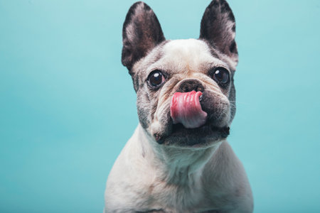 Funny french bulldog licking lips on blue studio background