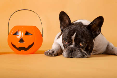 French bulldog dog with Halloween pumpkin Studio shot on yellow background.の写真素材