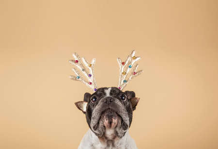 New year and Christmas concept with dog wearing reindeer choirs leash against light colored backgroundの写真素材