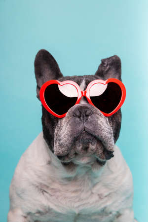 dog love celebrating valentine's day with red heart-shaped glasses. Isolated on blue background.の写真素材