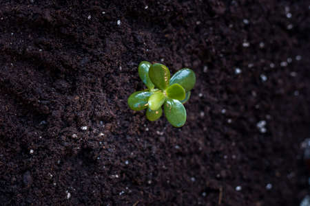 Preparing to transplant the plant sprouts for planting at home.
