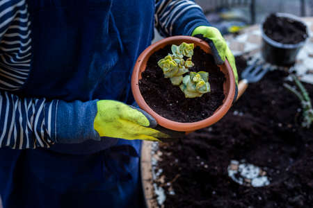 A man in rubber gloves grows a small plant on the table in the garden at homeの写真素材