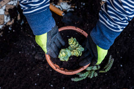 The Hands of man during the transplantation of the plant in a new pot. home gardening