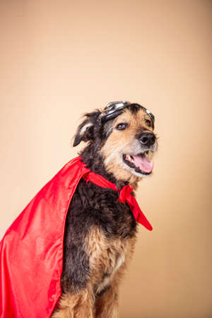 Funny mongrel dog with a red cape and glasses dressed as a superhero characterの写真素材