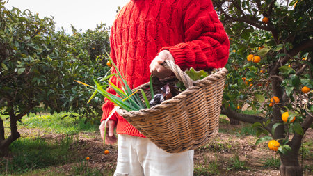 Peasant man with a wicker basket with freshly picked vegetablesの写真素材