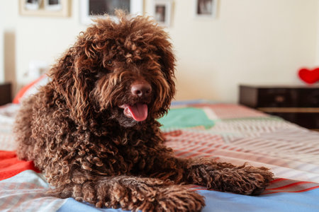 A sweet pet lies on the bed friendly looking at the camera. A red-haired domestic friend relaxes in...