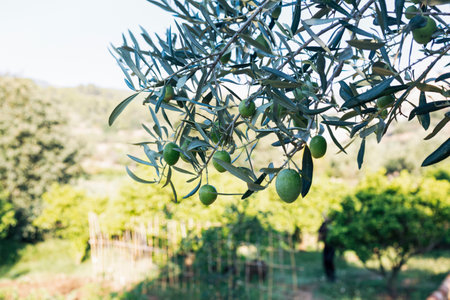 Olive branch with leaves and green olives. Mediterranean plants, flora.の写真素材