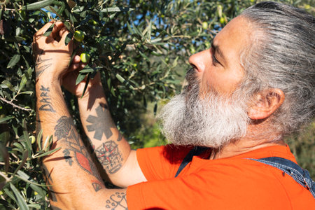 Handsome man harvesting olives in an agricultural field picking by handの写真素材