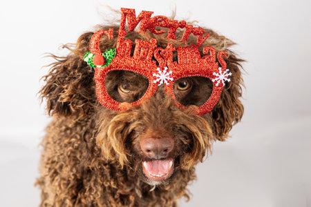 Adorable dog and christmas glasses on an isolated white background. Greeting card with a pet. Copy space.の写真素材