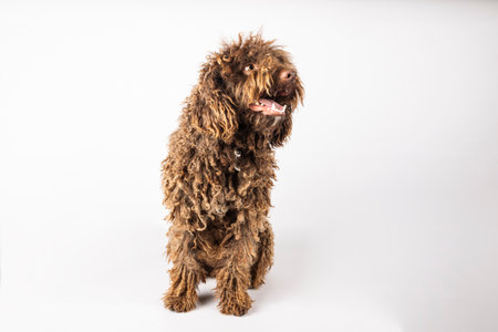 Portrait of a funny Turkish Andalusian dog on a white backgroundの写真素材