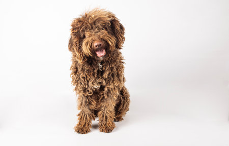 Stylish Turkish Andalusian dog with curly hair on a pure white backgroundの写真素材