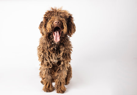 Portrait of a funny Turkish Andalusian dog yawning on a white backgroundの写真素材