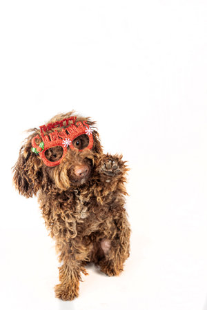 Beautiful water dog raises his paw in the air wearing festive Christmas glasses. Postcard, copy space aboveの写真素材