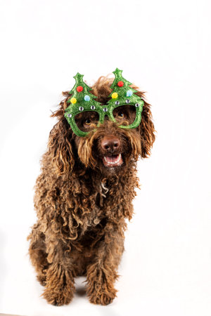 Funny Dog with Christmas tree top glasses.の写真素材