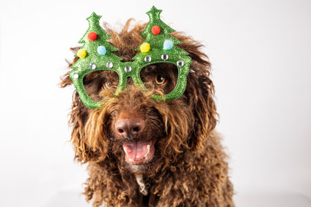 Closeup of a dog with christmas glasses isolated on a white backgroundの写真素材