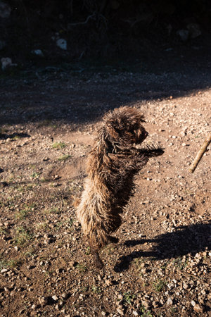 spanish water dog jumping and playingの写真素材