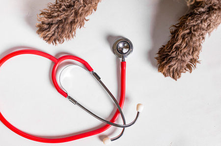 Puppy dog paws and stethoscope isolated on white background. Pet and animal health care concept.の写真素材