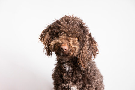 Headshot of a Spanish Water Dog, isolated on a white backgroundの写真素材