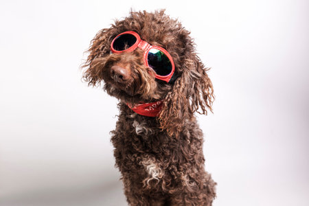 A funny dog with sunglasses and bandana on a white background. pet conceptの写真素材