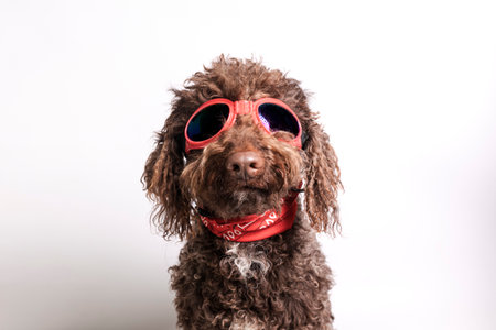 Portrait of a dog with sunglasses and bandana on a white backgroundの写真素材
