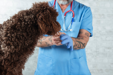Veterinary doctor putting on latex gloves before examining the animal