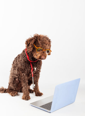 A dog with glasses, stethoscope looking at the laptop on a white background. Pet health concept.