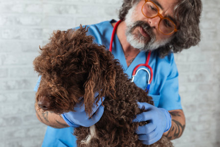 Veterinary Technician Examining a Water Dog Breed Animalの写真素材