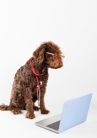 A water dog with glasses, stethoscope and laptop on a white background. Pet health concept.の写真素材