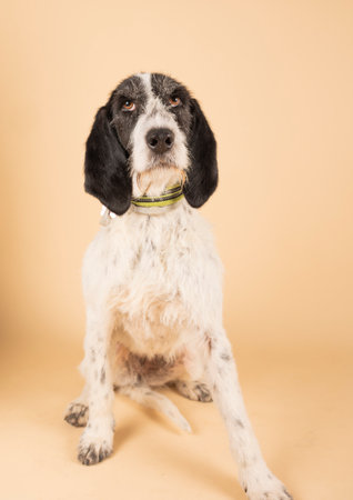 Portrait of a dog posing for adoptionの写真素材