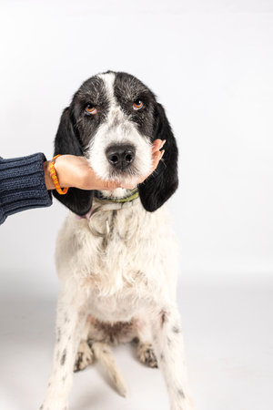 Portrait of a dog posing for adoptionの写真素材