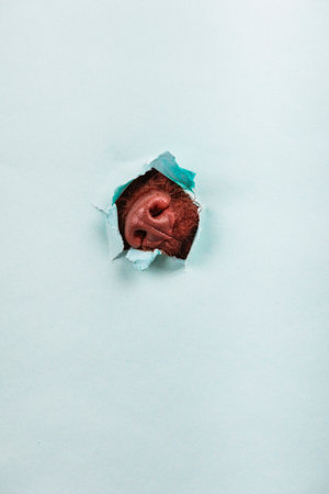 A dog sticks its nose out of a hole in paper on a colored background. Free space for text