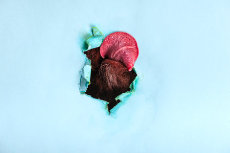 A dog pokes its snout and sticks its tongue out through a hole in the paper on a colored background.の写真素材