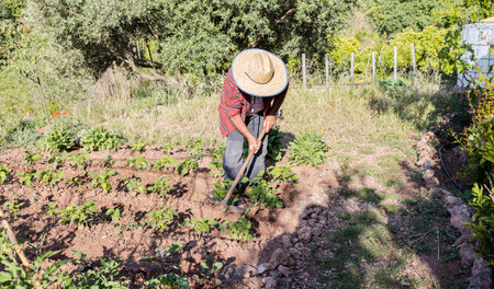 Farmers cultivating soil in the garden with tools at hand. Soil softening. Agricultural conceptの写真素材