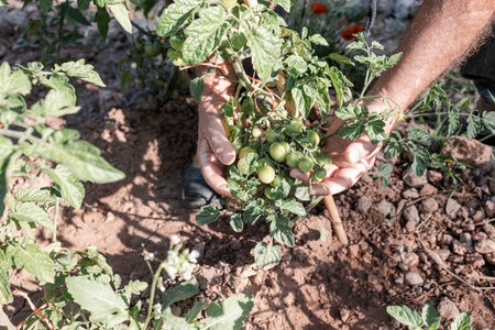 Farmer's hands checking green tomatoes in the gardenの写真素材