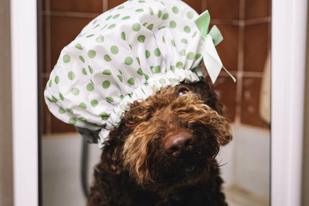 Funny dog in the bathroom with shower capの写真素材