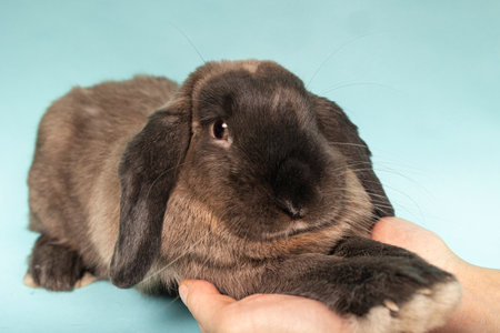 A woman's hands caressing her rabbit's paws on a blue backgroundの写真素材