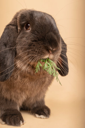 A cute rabbit with big ears eating green leavesの写真素材