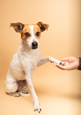 Portrait of an adorable dog giving paw on beige background. Animal lifestyle concept, care, pet friend, veterinarianの写真素材