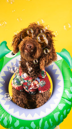 Brown dog wearing sunglasses and hawaiian shirt floating on inflatable ring surrounded by soap...
