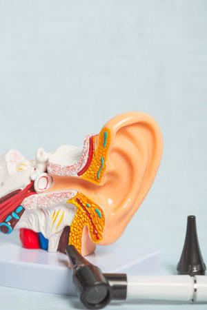Plastic anatomical model of human ear highlighting inner ear structure with otoscope for examination...