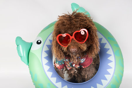 Brown poodle dog wearing heart-shaped sunglasses and hawaiian shirt enjoys summer inside an...