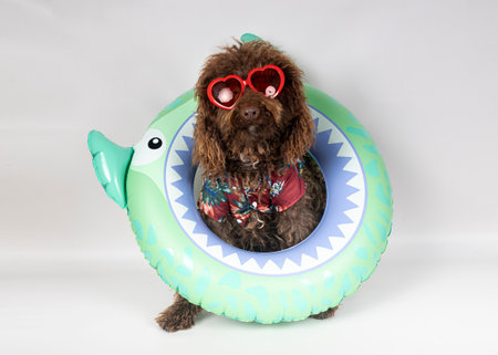 Brown dog wearing heart-shaped sunglasses and hawaiian shirt is ready for summer vacations inside a...